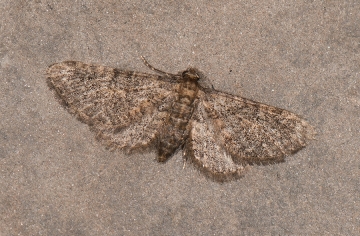 Eupithecia orana