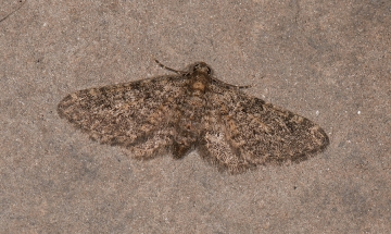 Eupithecia orana
