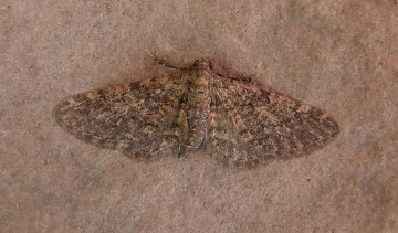 Eupithecia orana