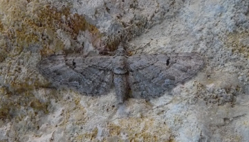 Eupithecia pauxillaria