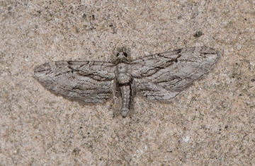 Eupithecia phoeniceata