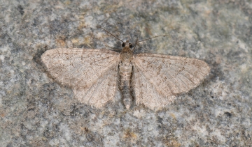 Eupithecia plumbeolata