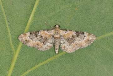 Eupithecia pulchellata