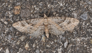 Eupithecia pusillata