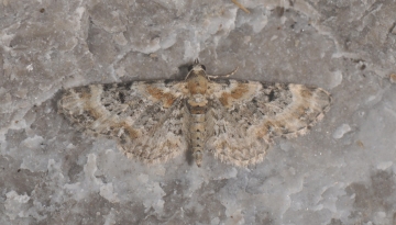 Eupithecia pyreneata