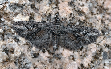 Eupithecia santolinata