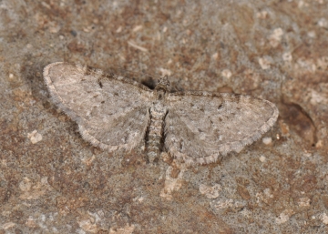 Eupithecia satyrata