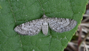 Eupithecia satyrata