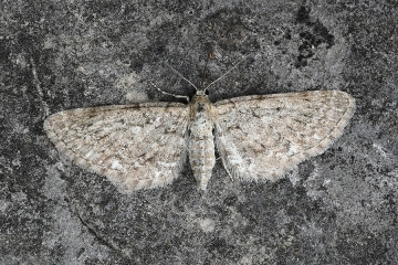Eupithecia satyrata