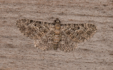Eupithecia semigraphata