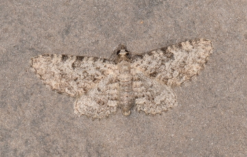 Eupithecia semigraphata