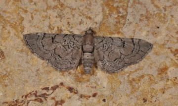 Geometridae: Eupithecia silenicolata