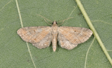 Eupithecia simpliciata