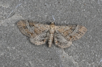 Eupithecia simpliciata