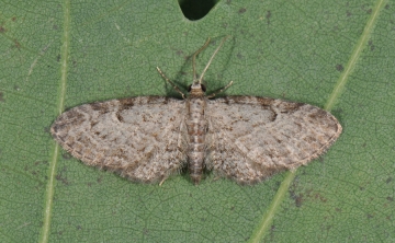 Eupithecia subfuscata