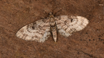 Eupithecia tantillaria