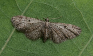 Eupithecia tenuiata