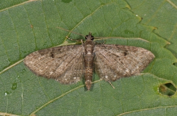 Eupithecia tripunctaria