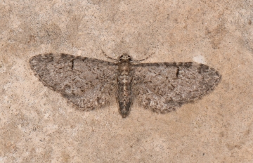 Eupithecia ultimaria