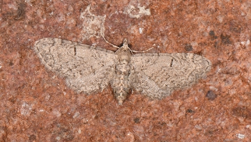 Eupithecia ultimaria