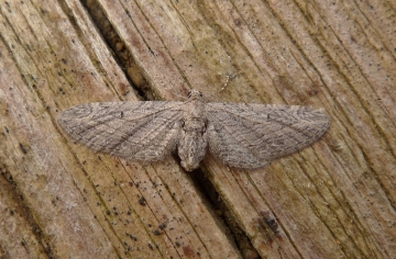 Eupithecia unedonata