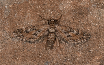 Eupithecia variostrigata