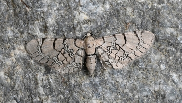 Eupithecia venosata