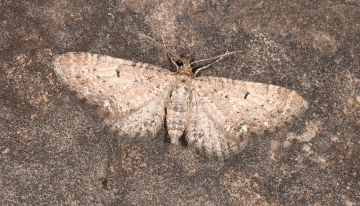 Eupithecia veratraria