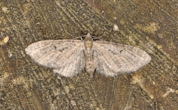 Eupithecia virgaureata