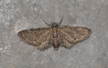 Eupithecia vulgata