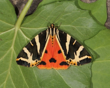 Euplagia quadripunctaria