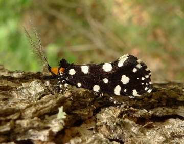 Euplocamus anthracinalis