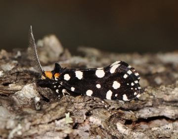 Euplocamus anthracinalis