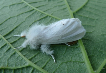 Euproctis chrysorrhoea