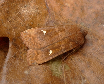 Eupsilia transversa