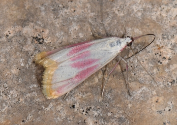 Eurhodope cruentella