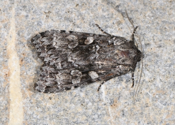 Eurois occulta