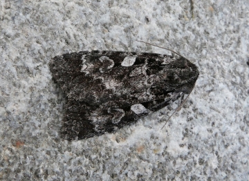 Eurois occulta