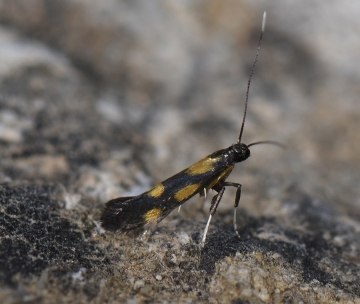 Euspilapteryx auroguttella