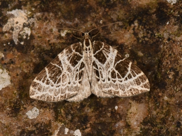 Eustroma reticulata