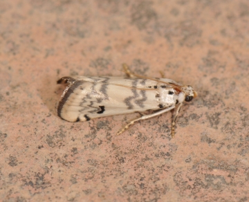 Euzophera lunulella