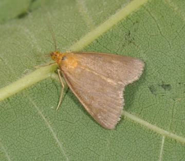 Evergestis aenialis