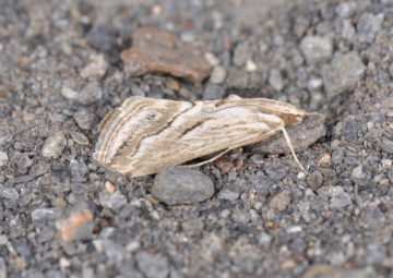 Evergestis desertalis