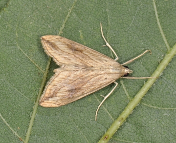 Evergestis forficalis