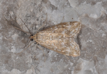 Evergestis frumentalis