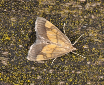 Evergestis limbata