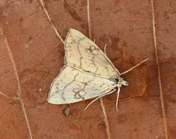 Evergestis pallidata