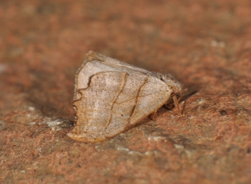 Falcaria lacertinaria
