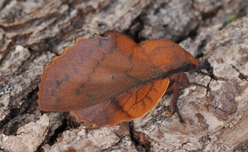 Gastropacha quercifolia