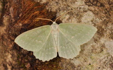 Geometra papilionaria